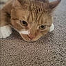 cat, orange_tabby, carpet, indoor, pet, animal, feline, lying_down, white_paws, close_up, face, ears, whiskers, floor, domestic_cat, looking, expression, resting, blurred_background, screenshot