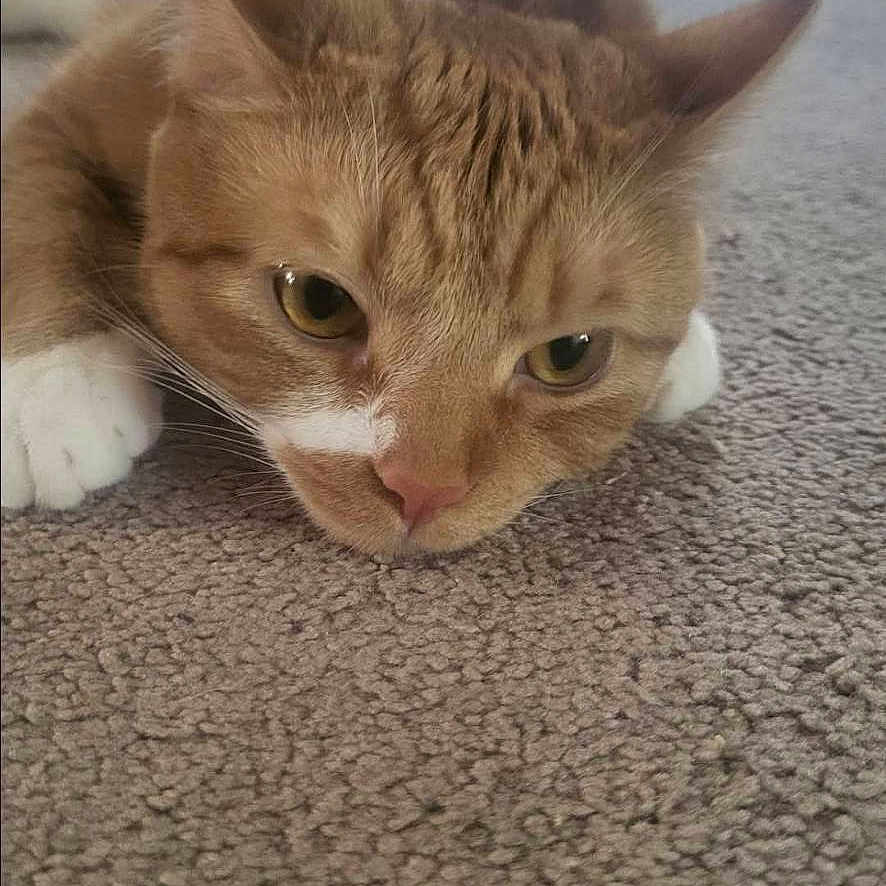 Simba is registered to the contest to win money with this photo: cat, orange_tabby, carpet, indoor, pet, animal, feline, lying_down, white_paws, close_up, face, ears, whiskers, floor, domestic_cat, looking, expression, resting, blurred_background, screenshot