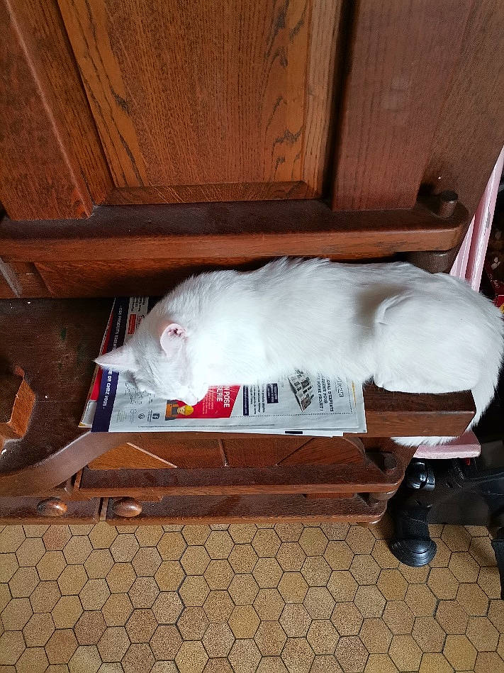 Neige a rejoint le concours — aidez-le/la à gagner de superbes lots ! bull_terrier, canidae, carnivore, cat, chair, furniture, non_sporting_group, table