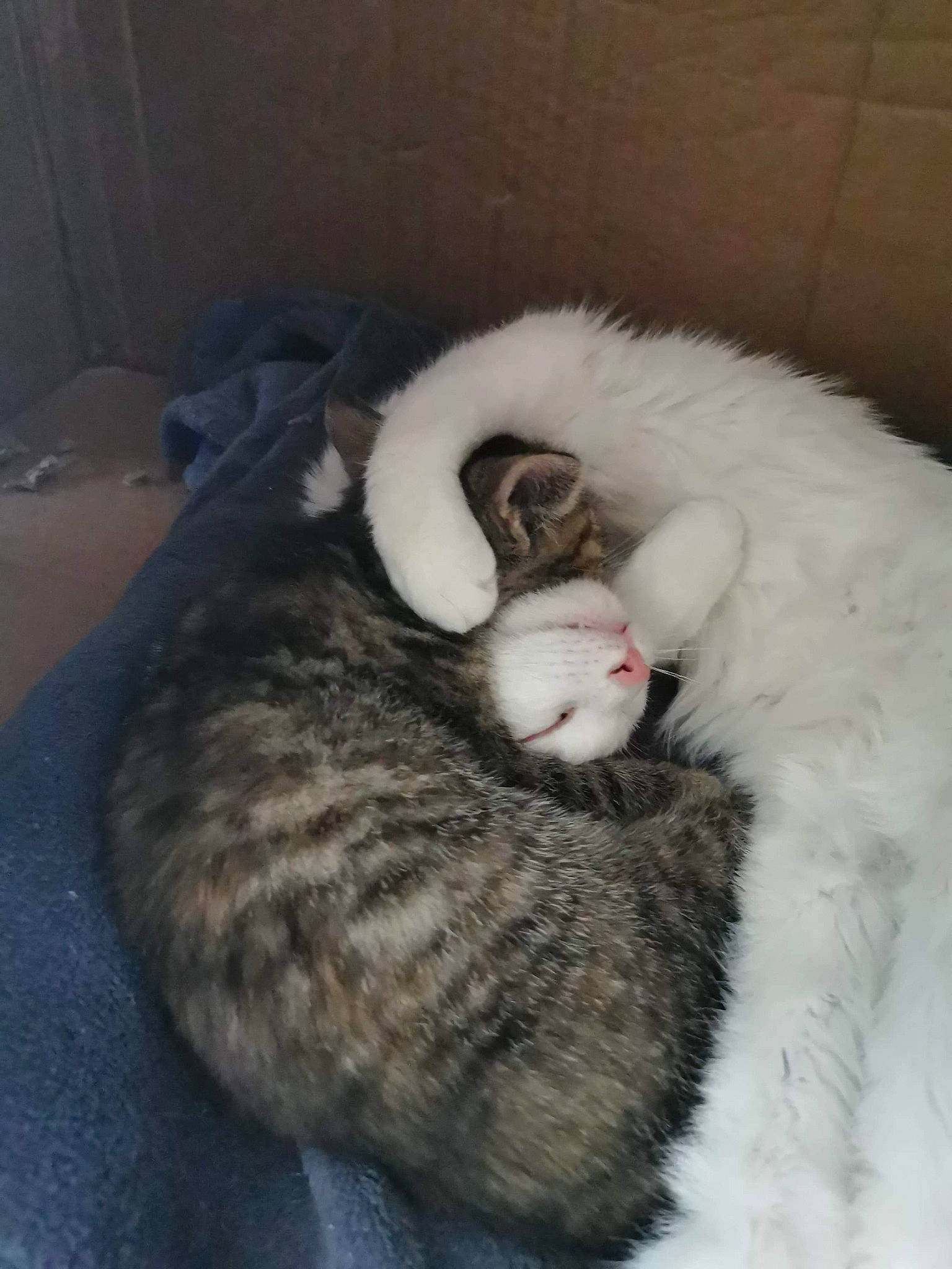 Neige a rejoint le concours — aidez-le/la à gagner de superbes lots ! carnivore, cat, domestic_rabbit, felidae, kitten, rabbit, rabbits_and_hares, small_to_medium_sized_cats