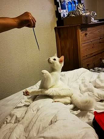 Neige a rejoint le concours — aidez-le/la à gagner de superbes lots ! bed, bed_sheet, canidae, carnivore, cat, comfort, companion_dog, dog_breed, ear, felidae, furniture, kitten, non_sporting_group, puppy, room, small_to_medium_sized_cats, whiskers