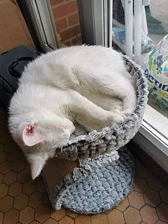 Neige a rejoint le concours — aidez-le/la à gagner de superbes lots ! american_curl, asian, british_longhair, burmilla, carnivore, cat, cat_bed, crochet, felidae, fur, headgear, khao_manee, kitten, nap, persian, small_to_medium_sized_cats, tail, turkish_angora, turkish_van