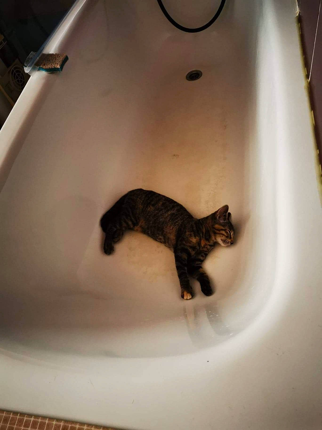 Grisette a rejoint le concours — aidez-le/la à gagner de superbes lots ! bathtub, carnivore, cat, domestic_short_haired_cat, felidae, plumbing_fixture, room, small_to_medium_sized_cats, tail, toilet, whiskers