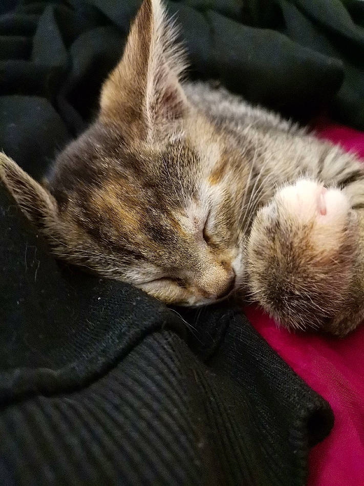 Grisette participe au concours pour gagner de l'argent avec cette photo : american_shorthair, asian, california_spangled, carnivore, cat, domestic_short_haired_cat, dragon_li, european_shorthair, felidae, fur, kitten, mammal, nap, paw, pixie_bob, sleep, small_to_medium_sized_cats, snout, tabby_cat, whiskers