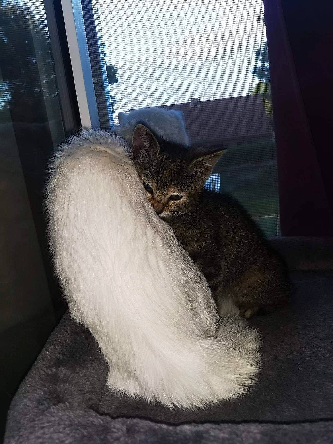 Grisette a rejoint le concours — aidez-le/la à gagner de superbes lots ! asian, british_semi_longhair, carnivore, cat, domestic_long_haired_cat, domestic_short_haired_cat, european_shorthair, fawn, felidae, fur, kitten, mammal, norwegian_forest_cat, small_to_medium_sized_cats, tabby_cat, tail, whiskers, window