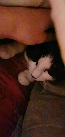 Azur participe au concours pour gagner de l'argent avec cette photo : black_hair, carnivore, cat, felidae, fur, gesture, kitten, lip, mouth, norwegian_forest_cat, nose, small_to_medium_sized_cats, tail, whiskers