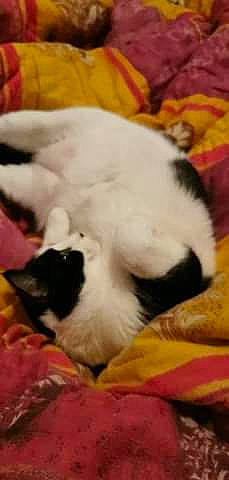 Azur a rejoint le concours — aidez-le/la à gagner de superbes lots ! canidae, carnivore, dog, dog_breed, fur, puppy, shih_tzu