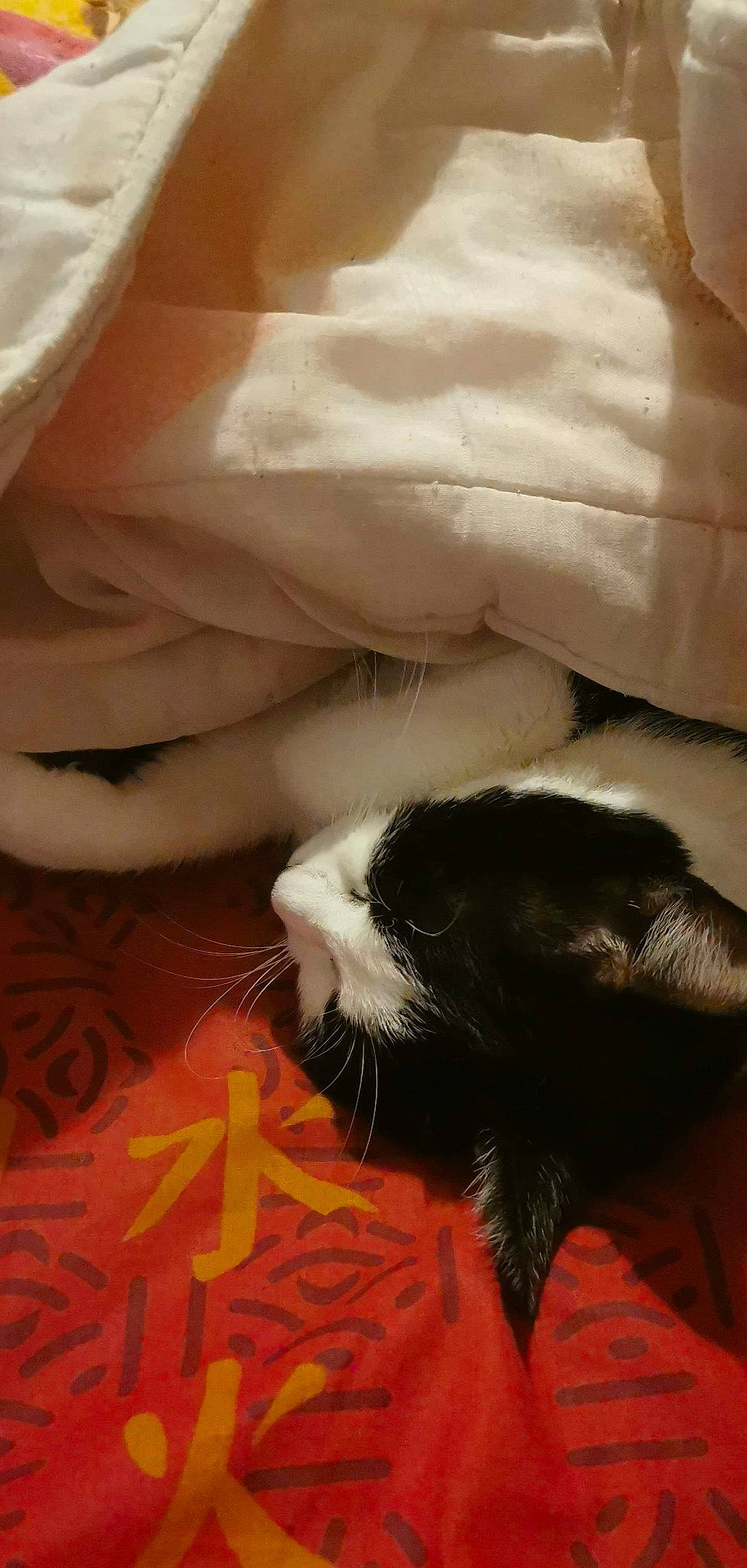 Azur a rejoint le concours — aidez-le/la à gagner de superbes lots ! black_cat, carnivore, cat, claw, felidae, fur, nap, norwegian_forest_cat, paw, small_to_medium_sized_cats, snout, tail, whiskers