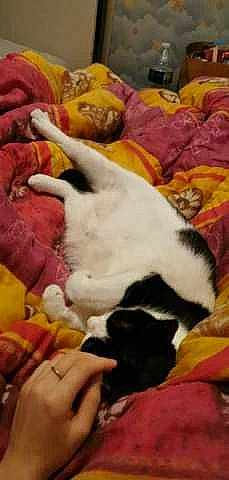 Azur participe au concours pour gagner de l'argent avec cette photo : canidae, carnivore, dog, dog_breed, french_bulldog, nap, non_sporting_group, puppy, shih_tzu, sleep