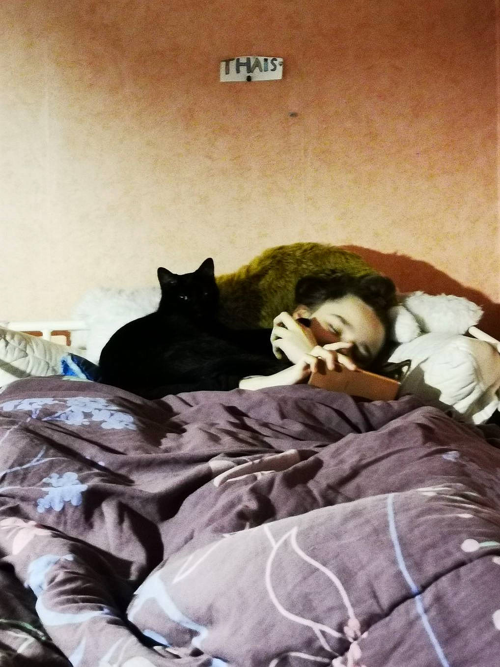 Fripouille participe au concours pour gagner de l'argent avec cette photo : bed, bed_sheet, bedding, bedroom, bedtime, black_cat, canidae, cat, comfort, companion_dog, felidae, fur, furniture, linens, nap, photography, plant, room, sleep, small_to_medium_sized_cats