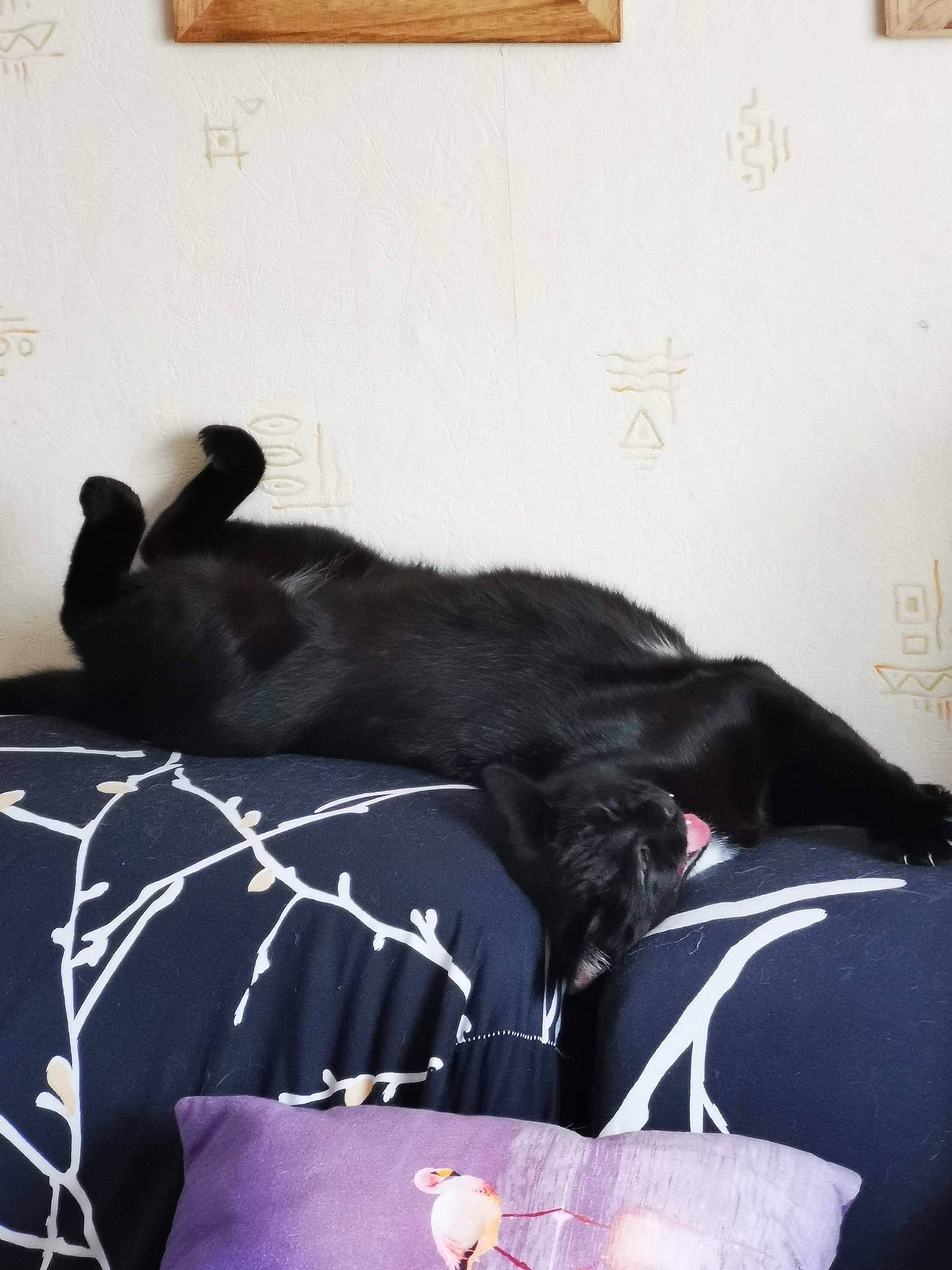 Fripouille a rejoint le concours — aidez-le/la à gagner de superbes lots ! bed, bed_sheet, bedroom, black, black_cat, canidae, carnivore, cat, comfort, dog, dog_breed, furniture, guard_dog, room, sporting_group, tail
