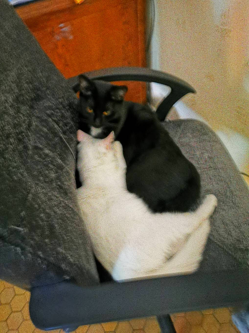 Fripouille a rejoint le concours — aidez-le/la à gagner de superbes lots ! black_cat, carnivore, cat, domestic_short_haired_cat, felidae, polydactyl_cat, small_to_medium_sized_cats, tail, whiskers