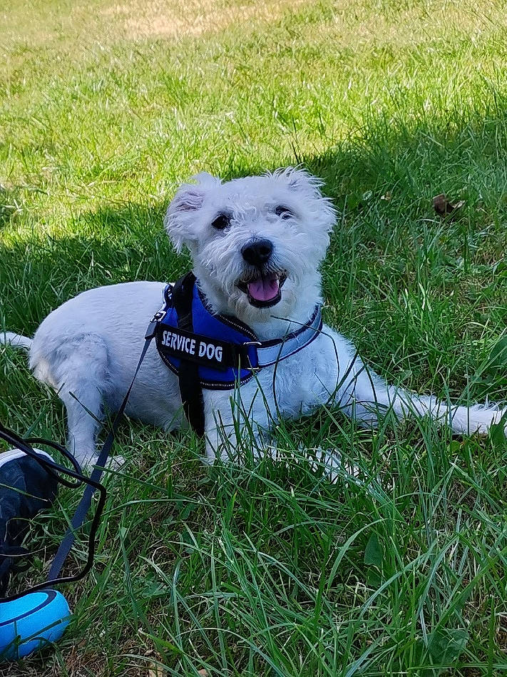 Chipie participe au concours pour gagner de l'argent avec cette photo : cairn_terrier, canidae, carnivore, companion_dog, dog, dog_breed, grass, maltese, mammal, non_sporting_group, plant, puppy, rare_breed_dog, schnoodle, small_terrier, sporting_lucas_terrier, terrier, toy_dog, vertebrate, west_highland_white_terrier