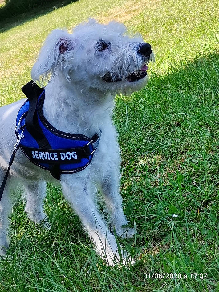 Chipie a rejoint le concours — aidez-le/la à gagner de superbes lots ! canidae, carnivore, companion_dog, dog, dog_breed, grass, mammal, miniature_schnauzer, rare_breed_dog, snout, sporting_group, terrier, vertebrate, wire_hair_fox_terrier