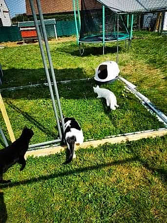 Fripouille Et Ses Copines participe au concours pour gagner de l'argent avec cette photo : border_collie, boston_terrier, canidae, carnivore, dog, dog_breed, fence, grass, lawn, non_sporting_group