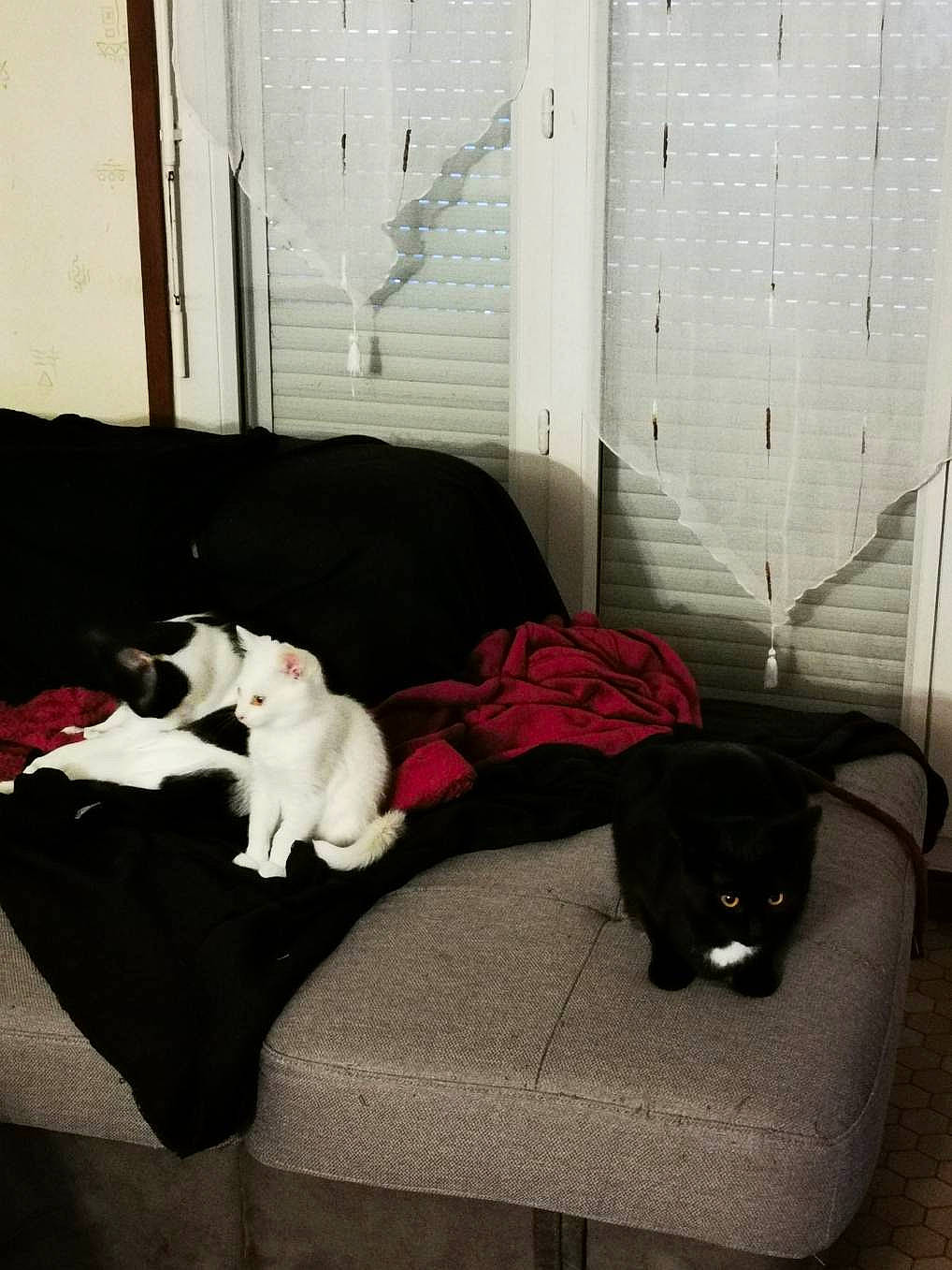 Fripouille Et Ses Copines a rejoint le concours — aidez-le/la à gagner de superbes lots ! canidae, carnivore, cat, comfort, dog, dog_breed, french_bulldog, non_sporting_group, room, sporting_group