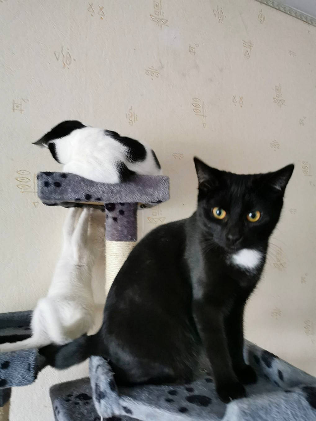 Fripouille Et Ses Copines