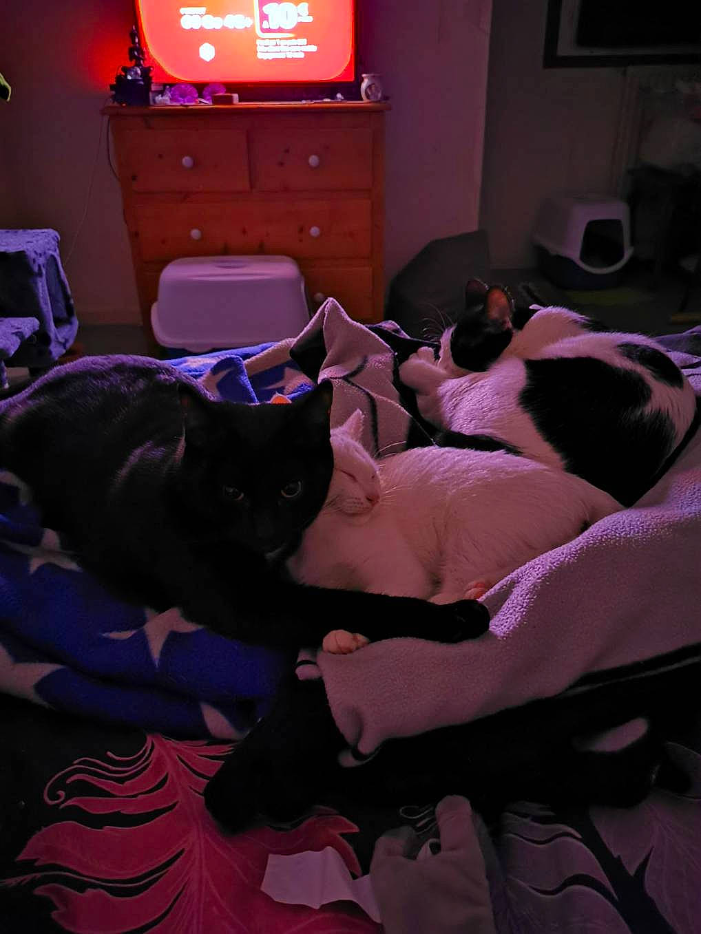 Fripouille Et Ses Copines participe au concours pour gagner de l'argent avec cette photo : bed, bed_sheet, bedroom, canidae, cat, comfort, furniture, linens, nap, non_sporting_group, pink, purple, room, sleep