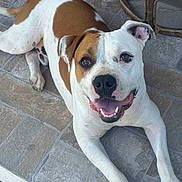 Symba a rejoint le concours — aidez-le/la à gagner de superbes lots ! dog, brown, white, smiling, happy, pet, animal, lying_down, floor, stone_tiles, ears, mouth_open, tongue, outdoor, canine, friendly, playful, domestic, closeup, paw