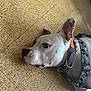 dog, white_dog, lying_down, floor, tile_floor, collar, harness, pet, canine, ear, close_up, indoor, resting, calm, animal, domestic_animal, spotted_ear, side_view, muzzle, snout