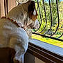 Symba participe au concours pour gagner de l'argent avec cette photo : dog, beaded_collar, window, metal_bars, white_and_brown_fur, indoor, daylight, side_view, pet, animal, looking_out, nature, greenery, tree, sunlight, wall, window_sill, quiet, calm, curious