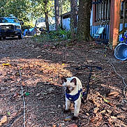 Chewbacca joined the competition — help win amazing prizes! animal, blue_eyes, cat, curious, daylight, feline, ground, harness, leaves, nature, outdoor, pet, porch, siamese_cat, sunlight, trees, truck, vehicle, wooded_area, yard
