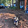 animal, blue_eyes, cat, curious, daylight, feline, ground, harness, leaves, nature, outdoor, pet, porch, siamese_cat, sunlight, trees, truck, vehicle, wooded_area, yard
