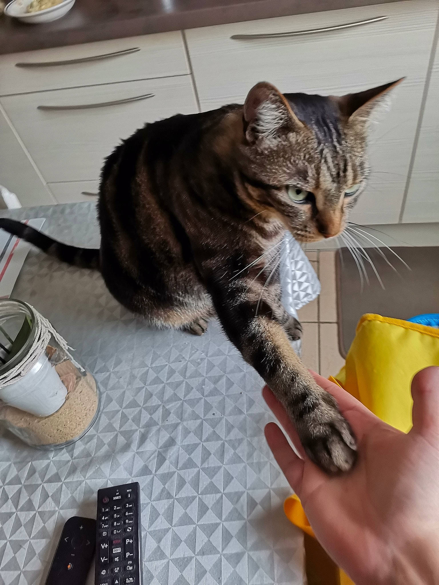 Mario a rejoint le concours — aidez-le/la à gagner de superbes lots ! calculator, carnivore, cat, computer_keyboard, domestic_short_haired_cat, felidae, flooring, fur, input_device, mobile_phone, nail, numeric_keypad, office_equipment, serveware, small_to_medium_sized_cats, snout, space_bar, tableware, tail, whiskers