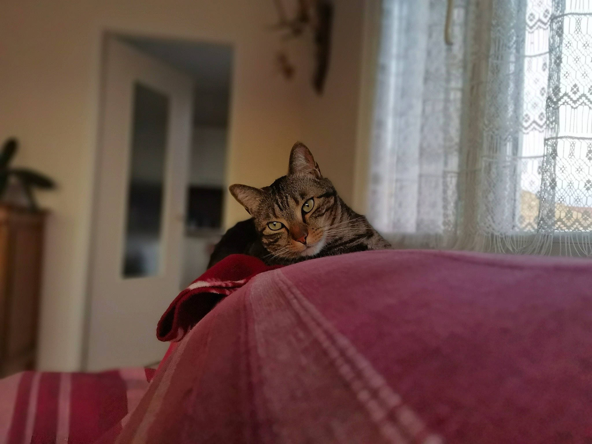 Mario participe au concours pour gagner de l'argent avec cette photo : bed, bedding, carnivore, cat, comfort, curtain, domestic_short_haired_cat, fawn, felidae, flooring, flowerpot, fur, grey, houseplant, linens, plant, small_to_medium_sized_cats, whiskers, window, wood