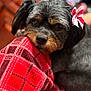 dog, puppy, bow, pet, blanket, plaid, red, close_up, portrait, fur, nose, whiskers, eyes, indoor, cozy, fabric, accessory, grooming, resting, head_tilt