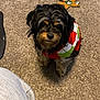 dog, small_dog, sweater, argyle_sweater, carpet, toy, reindeer_toy, indoor, looking_up, furry, pet, cute, owner_legs, pants, shoes, cozy, floor, brown_black_fur, portrait, home