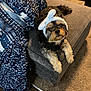 dog, small_dog, puppy, headband, bunny_ears, couch, ottoman, blanket, patterned_blanket, carpet, hardwood_floor, living_room, pet, paws, fur, looking_up, eyes, cozy, furniture, accessory