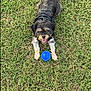 dog, grass, blue_ball, harness, tongue_out, small_dog, pet, sandal, human_foot, toes, lawn, outdoor, playful, happy, fur, muzzle, eyes, park, summer, recreation