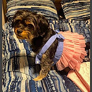 Bailey joined the competition — help win amazing prizes! bed, bedding_pattern, bedroom, blanket, blue_harness, clothing, cozy, dog, domestic_animal, dress, fur, indoor, looking_back, pet, pillow, pink, portrait, sitting, small_dog, tutu