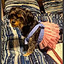 dog, small_dog, pet, tutu, dress, blue_harness, bed, blanket, pillow, bedding_pattern, fur, portrait, looking_back, indoor, bedroom, pink, clothing, sitting, cozy, domestic_animal