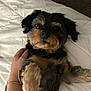 dog, pet, small_dog, bed, blanket, human_hand, paw, fur, cute, animal_face, looking_at_camera, brown_fur, black_fur, nose, eyes, indoor, cozy, lying_down, companion, bedroom