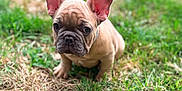 Buddha joined the competition — help win amazing prizes! dog, puppy, french_bulldog, grass, outdoor, pet, cute, ears, wrinkled_face, brown_coat, sitting, close_up, portrait, young, greenery, bokeh, nature, small, adorable, playful