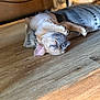 dog, puppy, sleeping, french_bulldog, wooden_floor, pillow, indoor, pet, nap, paw, wrinkled_skin, close_up, portrait, resting, furniture, under_table, cozy, ear, cute, home