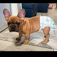 Buddha joined the competition — help win amazing prizes! dog, puppy, french_bulldog, diaper, indoor, wooden_floor, chain_collar, brown_coat, wrinkled_face, big_ears, paws, short_tail, pet, cute, standing, looking_at_camera, home_interior, floor_tile, domestic_animal, portrait