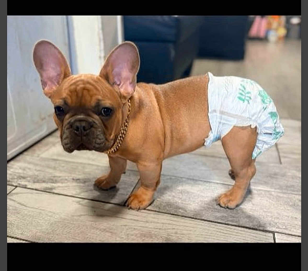 Buddha joined the competition — help win amazing prizes! dog, puppy, french_bulldog, diaper, indoor, wooden_floor, chain_collar, brown_coat, wrinkled_face, big_ears, paws, short_tail, pet, cute, standing, looking_at_camera, home_interior, floor_tile, domestic_animal, portrait
