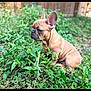 dog, french_bulldog, puppy, pet, grass, outdoor, garden, greenery, sitting, cute, brown_coat, wrinkled_face, big_ears, small_size, portrait, natural_light, plants, fence, shallow_depth_of_field, close_up