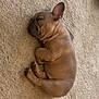 dog, french_bulldog, puppy, sleeping, carpet, pet, brown, fawn, ear, paw, wrinkles, snout, indoor, cute, cozy, nap, small_dog, domestic_animal, floor, toy