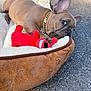 dog, french_bulldog, puppy, pet_bed, red_toy, plush_toy, gold_chain, accessory, outdoor, pavement, cute, close_up, ear_up, side_eye, relaxed, cozy, bed_border, paw_prints, small_pet, playful