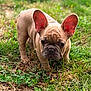 Buddha is registered to the contest to win money with this photo: dog, puppy, french_bulldog, outdoor, grass, ears, cute, pet, animal, portrait, muzzle, wrinkles, tan_coat, close_up, standing, greenery, young, clover, nature, looking_down