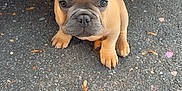Buddha is registered to the contest to win money with this photo: dog, puppy, french_bulldog, pet, cute, ears, brown_fur, face, close_up, sitting, asphalt, car_bumper, vehicle, parking, pavement, outdoor, heart_sticker, adorable, looking_up, small_paws