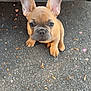 dog, puppy, french_bulldog, pet, cute, ears, brown_fur, face, close_up, sitting, asphalt, car_bumper, vehicle, parking, pavement, outdoor, heart_sticker, adorable, looking_up, small_paws