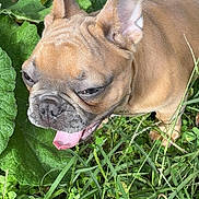 Buddha joined the competition — help win amazing prizes! dog, french_bulldog, pet, tongue_out, grass, leaf, outdoor, close_up, ears_up, happy, panting, brown_coat, wrinkled_face, foliage, nature, sitting, sunlight, cute, canine, portrait