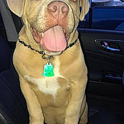 Sosa is registered to the contest to win money with this photo: dog, pet, car_interior, seat, tongue_out, happy, collar, tag, window, evening, animal, mammal, canine, sitting, cute, indoor, leather_seat, closeup, companion, playful