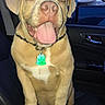 dog, pet, car_interior, seat, tongue_out, happy, collar, tag, window, evening, animal, mammal, canine, sitting, cute, indoor, leather_seat, closeup, companion, playful