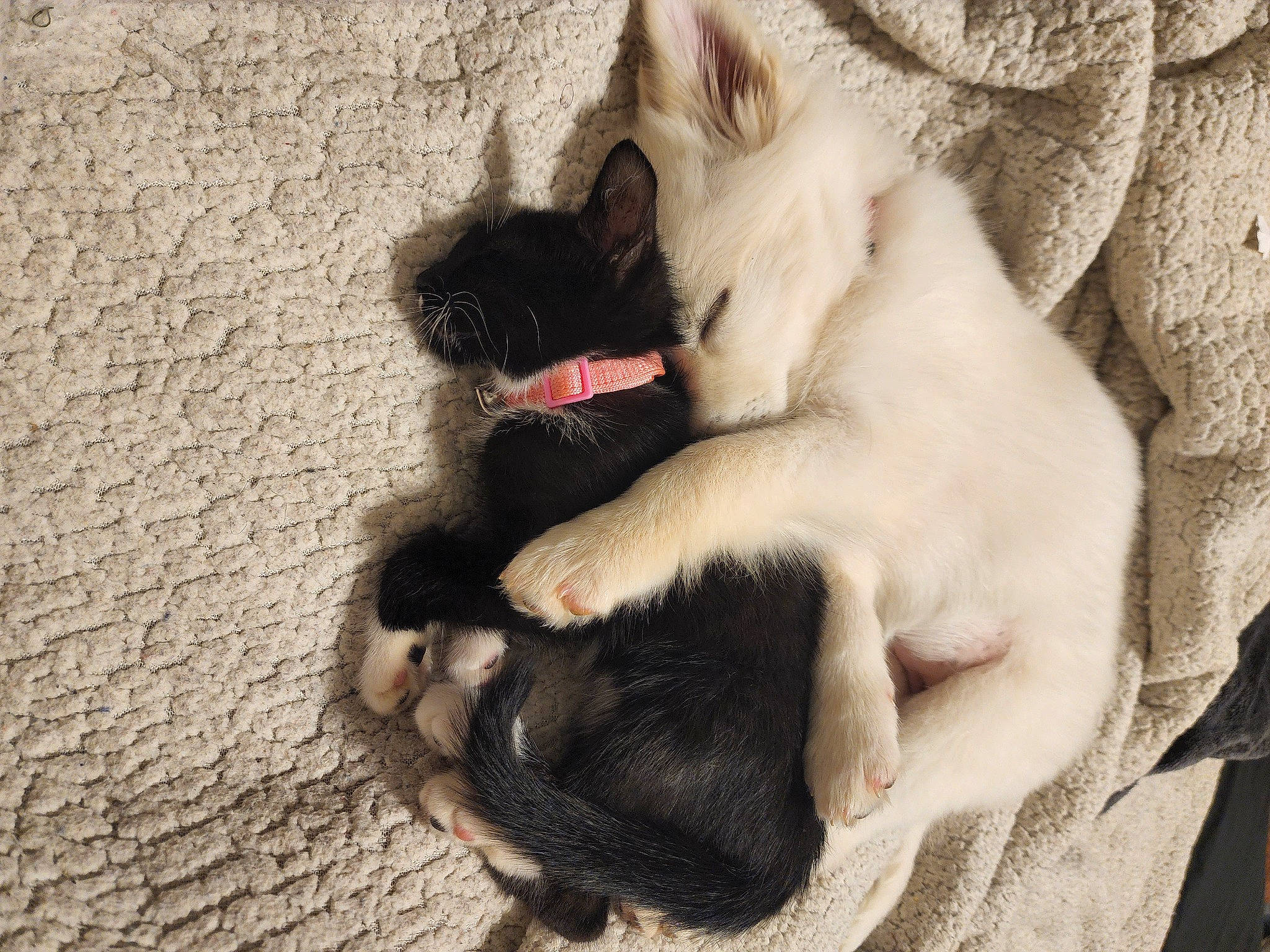 Skaði is registered to the contest to win money with this photo: bombay, canidae, carnivore, cat, claw, comfort, companion_dog, dog_breed, domestic_short_haired_cat, felidae, foot, fur, human_leg, nap, non_sporting_group, paw, small_to_medium_sized_cats, tail, thai, whiskers